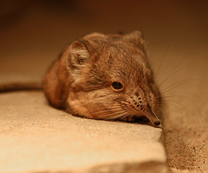 Elefantenspitzmaus