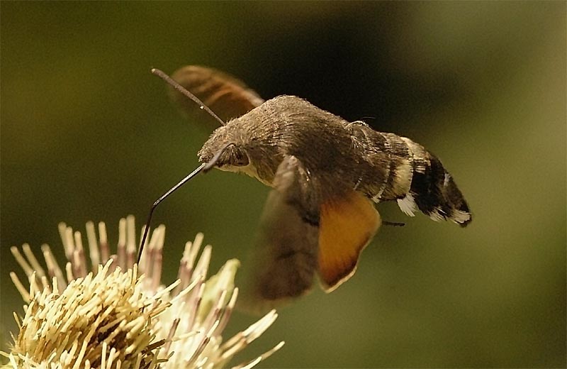 Taubenschwänzchen