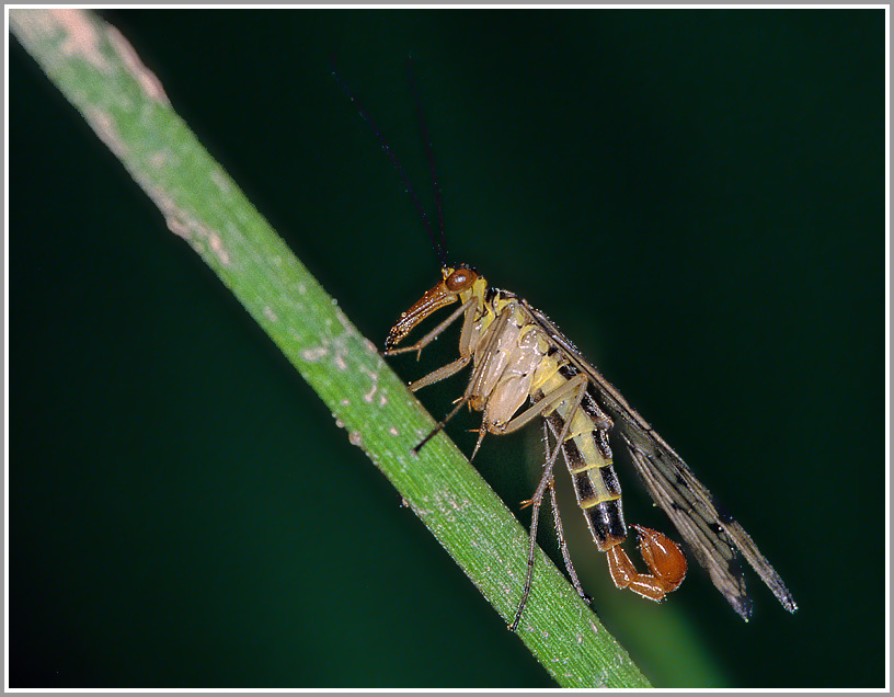 Skorpionsfliege (Panorpacommunis),Männchen