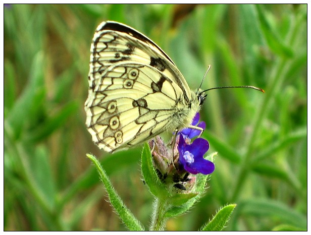 Schachbrettfalter