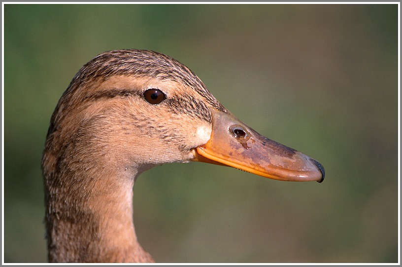 Stockente weiblich (Anas platyrhynchos)