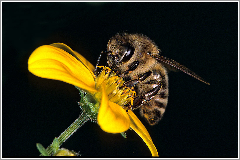 Honigbiene (Apis mellifica)