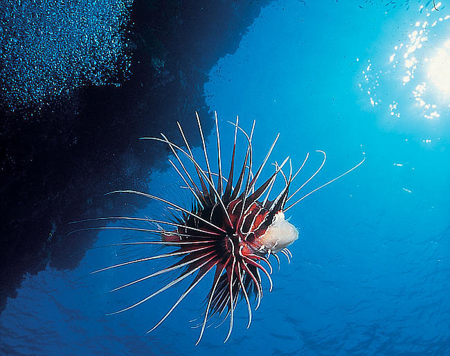 Strahlenfeuerfisch