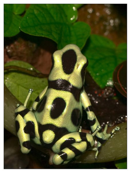 Dendrobates auratus (ZO)