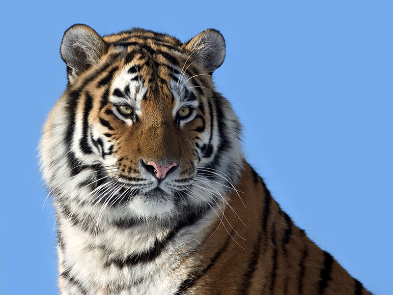 Tiger gegen Himmel ZO;EBV