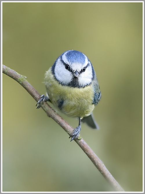 Blaumeise (Parus caeruleus)