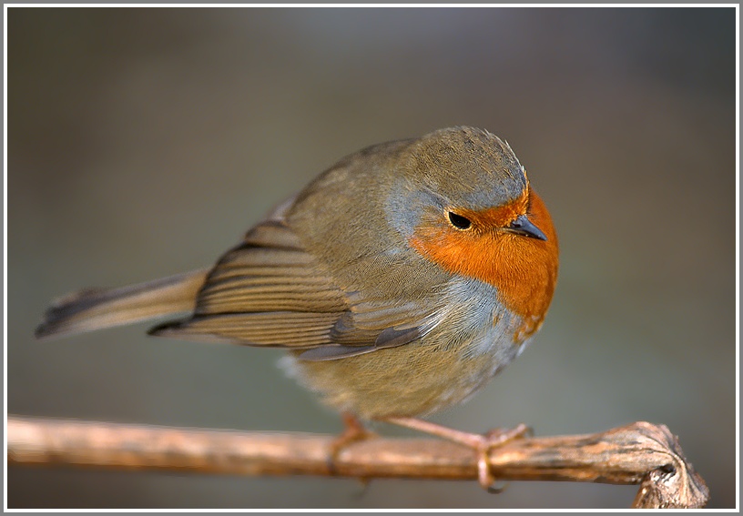 Rotkehlchen (Erithacus rubecula), NSG Ruhraue Mülheim/Ruhr