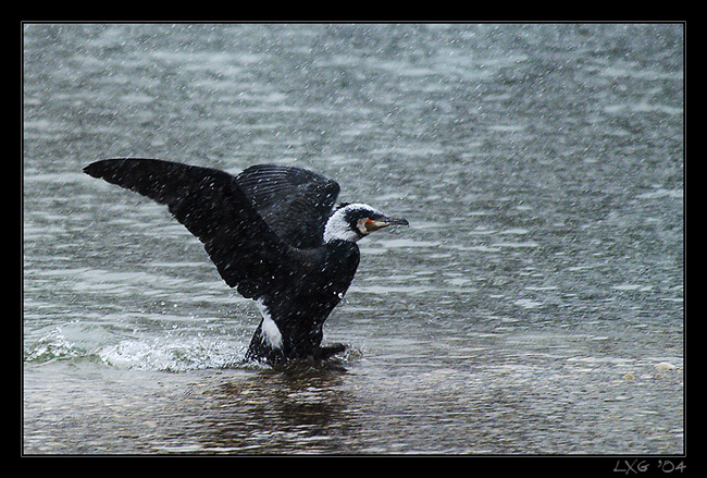 [ND] Grosser Kormoran.