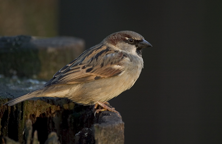 Spatz ND