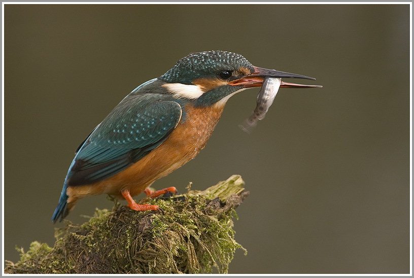 Eisvogel (Alcedo atthis)