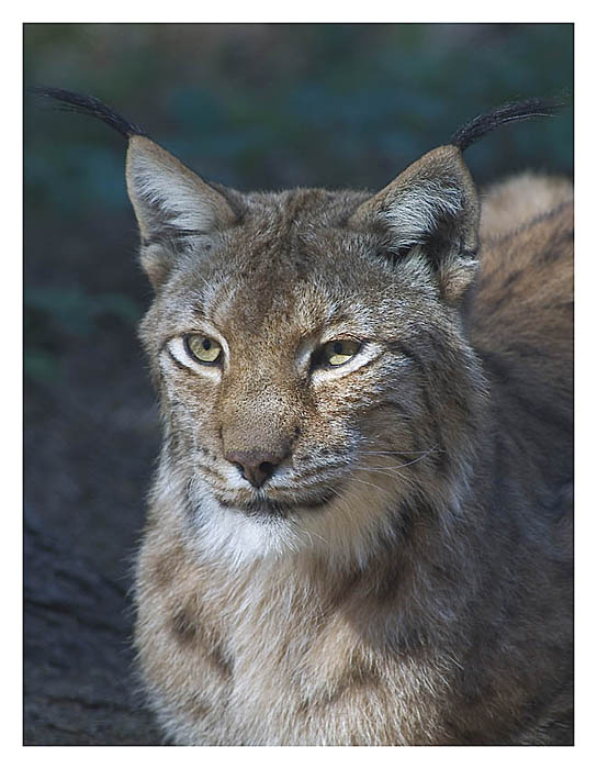 Luchs