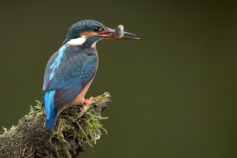 Eisvogel KD