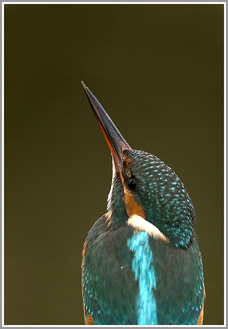 Eisvogel (Alcedo atthis)