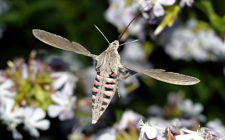 Windenschwärmer ... Agrius convolvuli (L.)  ND
