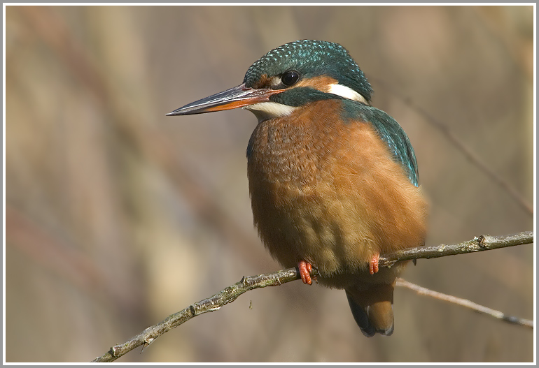 Eisvogel (Alcedo atthis)