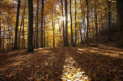 ND Herbstwald