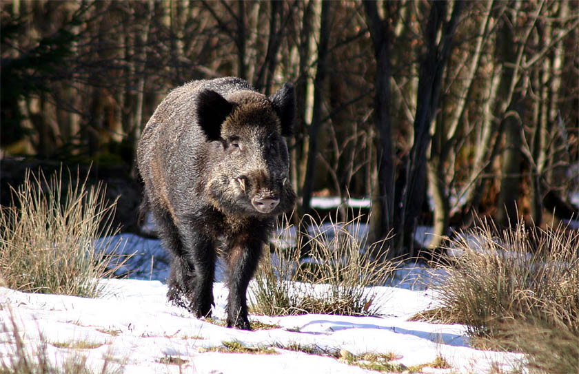 Wildschwein ND