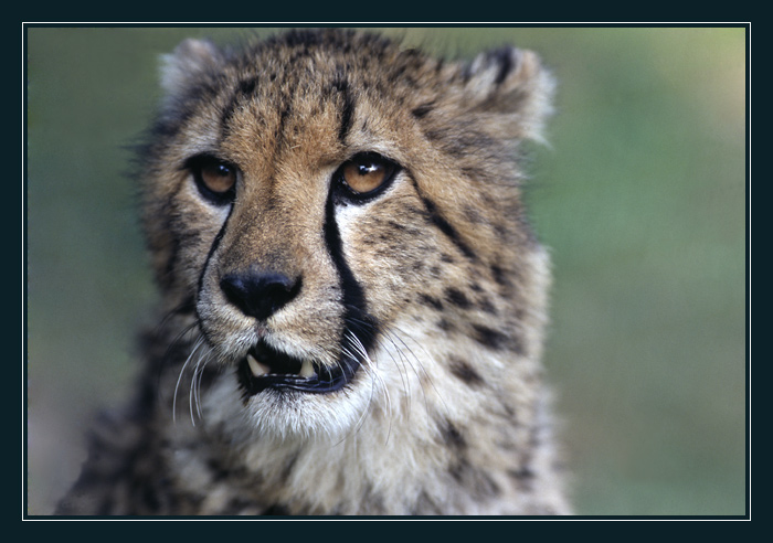 Gepard