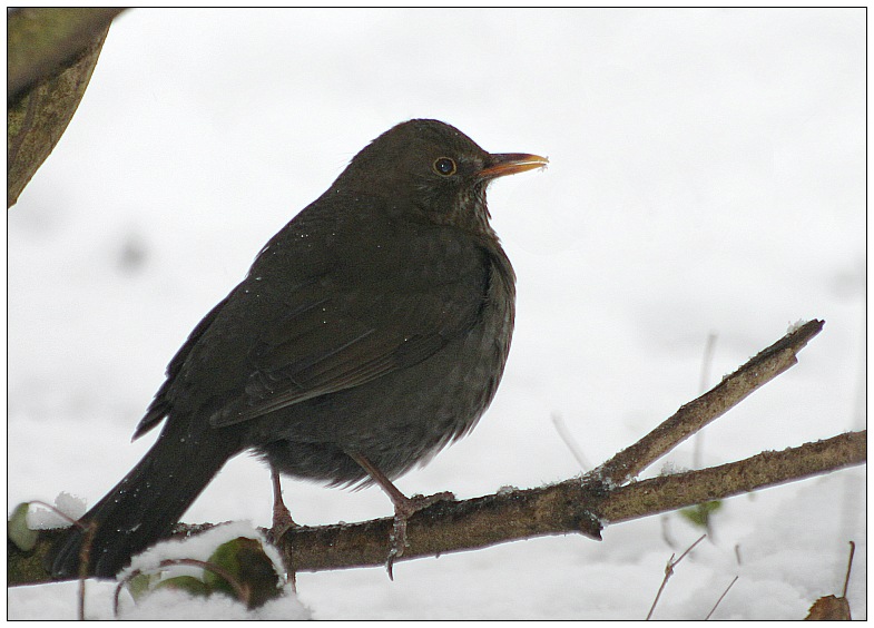 Amsel KD