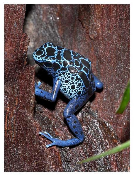 Azurblauer Pfeilgiftfrosch