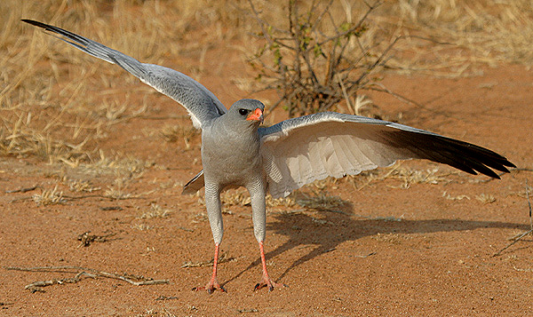 Akrobat Schöööön