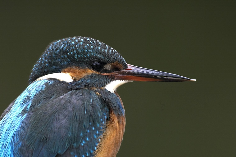 Eisvogel KD