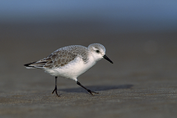 Sanderling