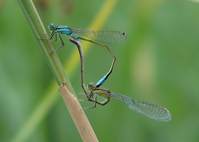 Hufeisenazurjungfer (Coenagrion puella) ND