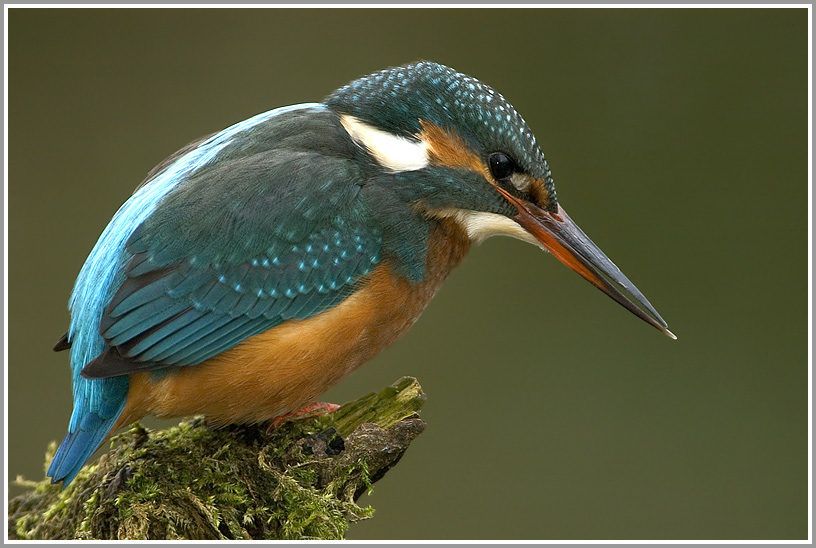 Eisvogel (Alcedo atthis)