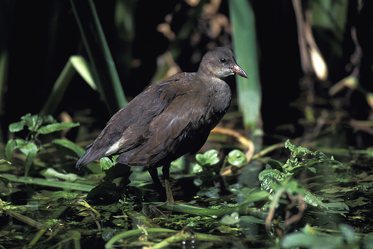 Teichhuhn, Jungtier ND