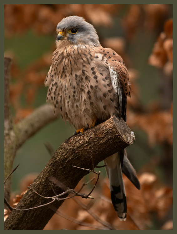 Turmfalke ZO