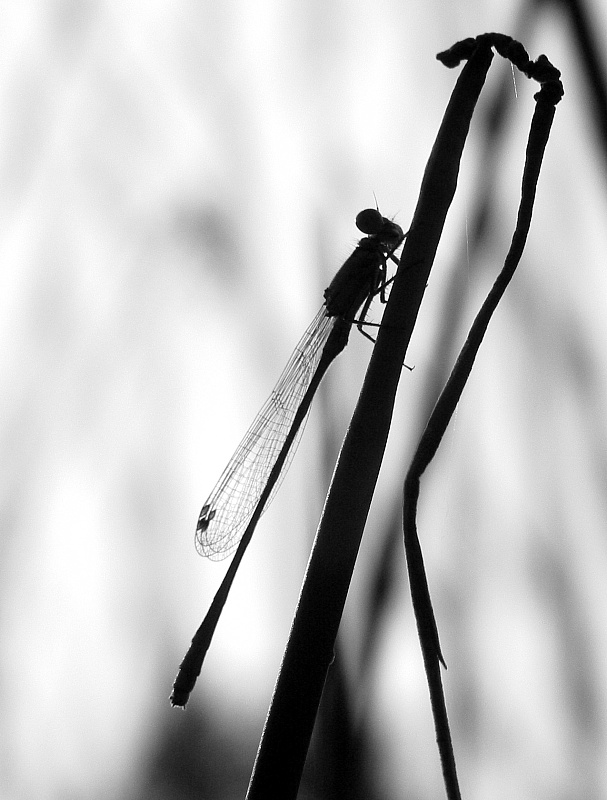 Silhouette