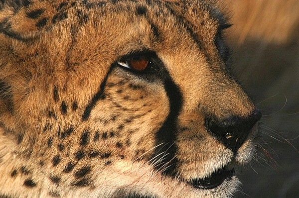 Gepard ND/KD