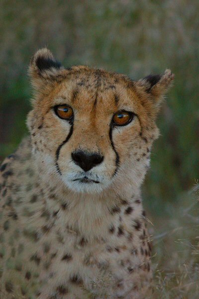 Gepard KD