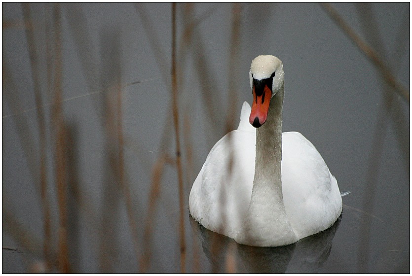 Schwan in der Wagbachniederung ND