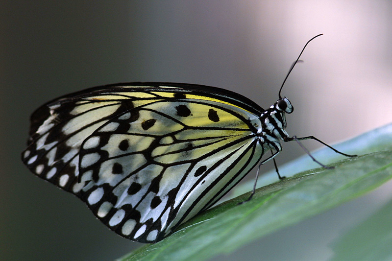 Schmetterling