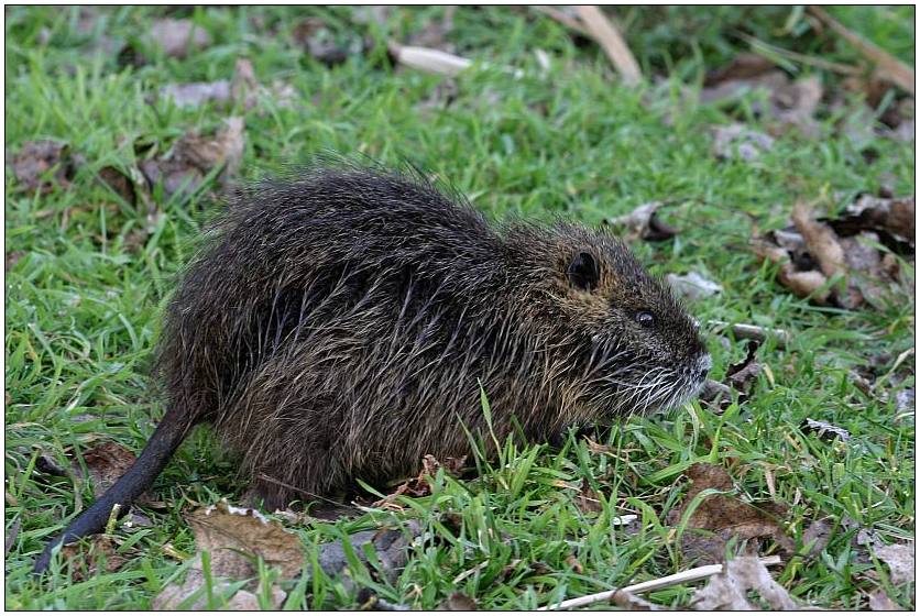 Bisamratte oder Nutria ? ND