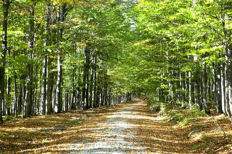 Waldweg im Nationalpark Bayerischer Wald (ND)