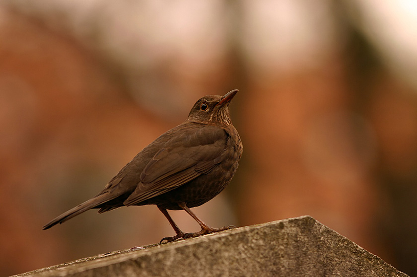 Amsel ND