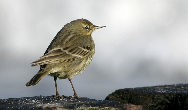 Strandpieper