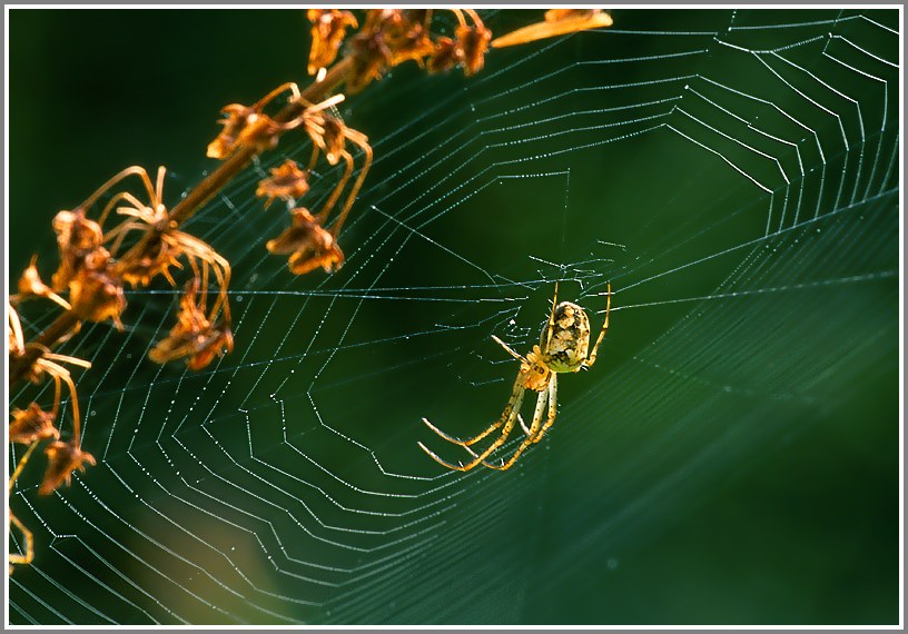 Unbekannte Spinne
