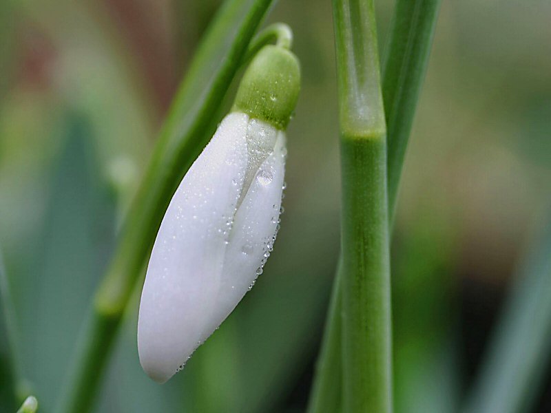 Schneeglöckchen (Galanthus nivalis) ND