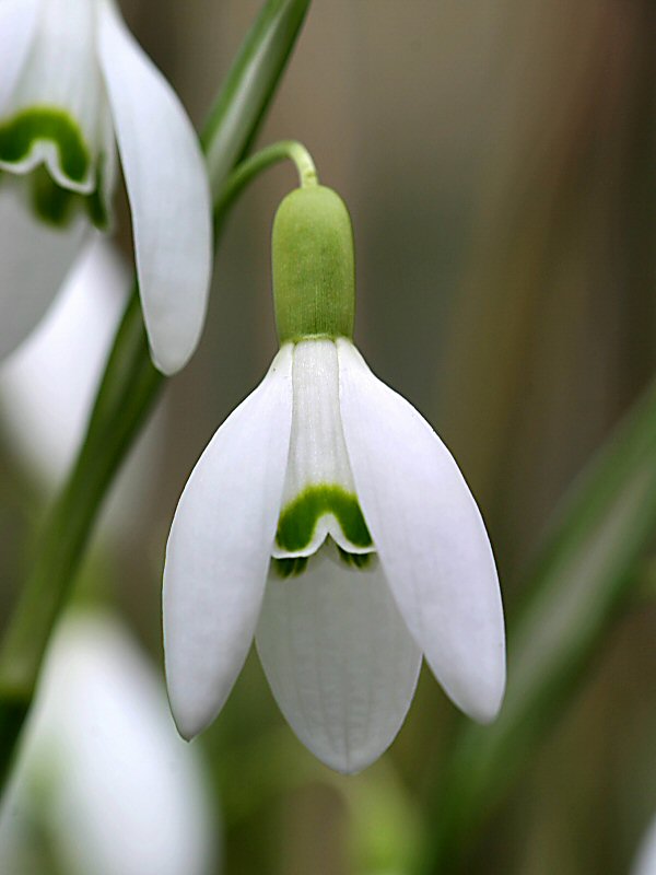 Schneeglöckchen - 2 (Galanthus nivalis) ND