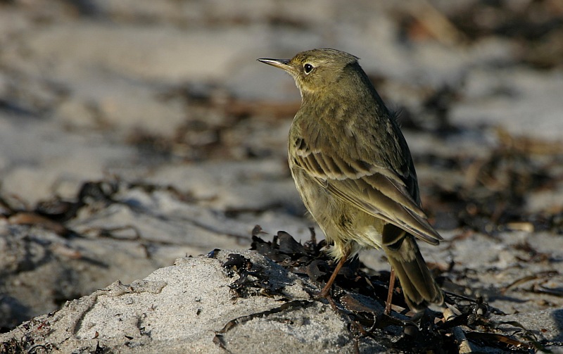 Strandpieper ND
