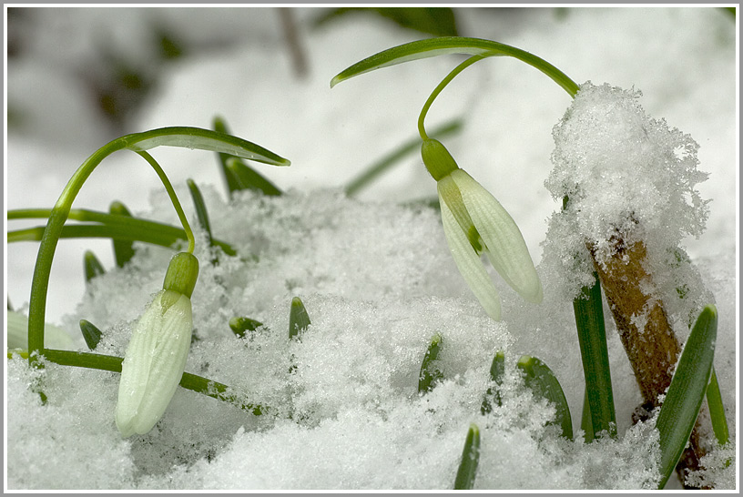 Schneeglöckchen (Galanthus nivalis)