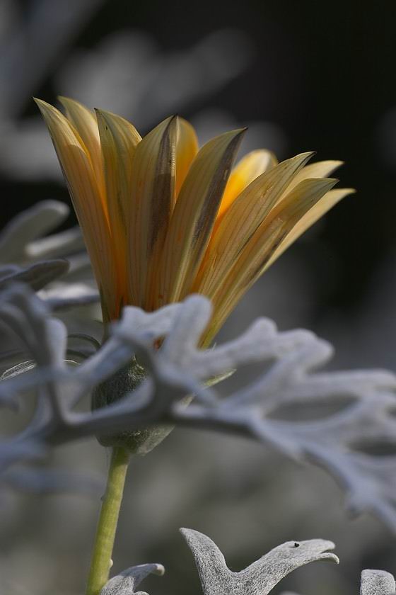 Mittagsblume