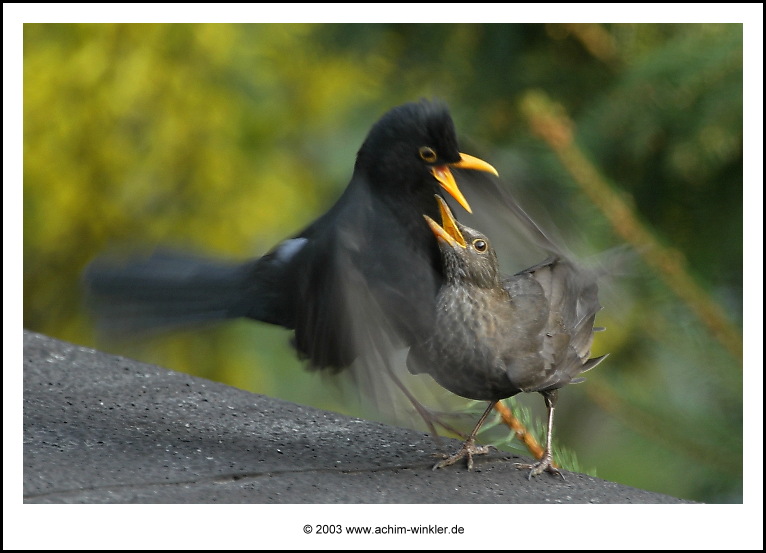 Amsel