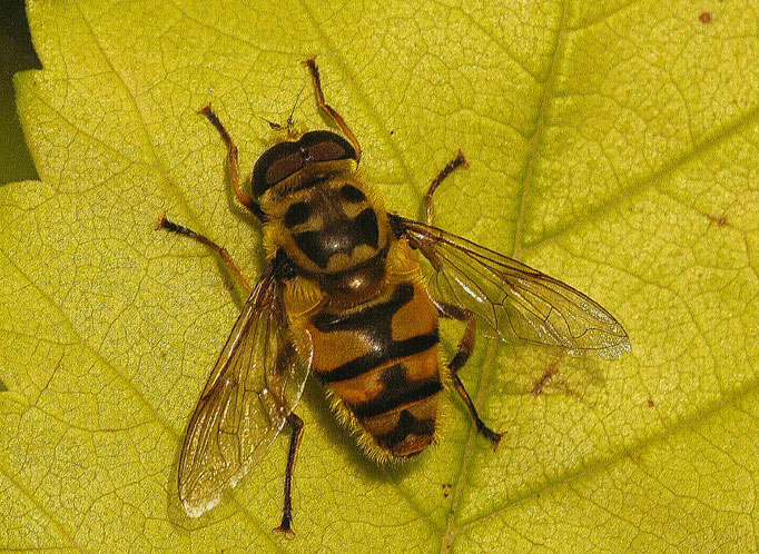 Schwebfliege