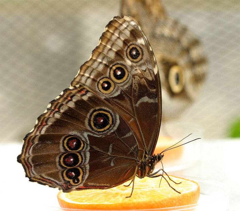 morpho falter ZO