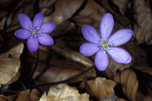 Leberblümchen  ND